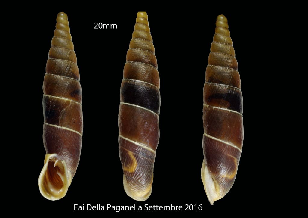 Charpentieria